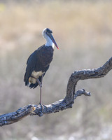 Wolly neck stork