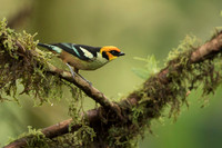 Flame-faced Tanager