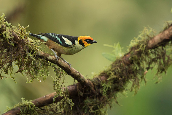 Flame-faced Tanager