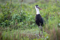 Wolly neck stork