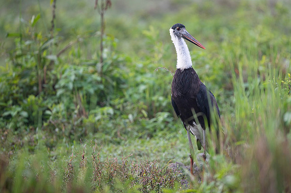 Wolly neck stork