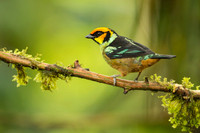Flame-faced Tanager
