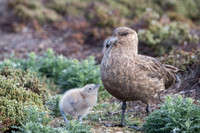 Brown skua