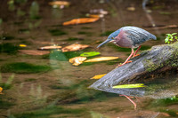 Green Heron