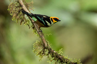 Flame-faced Tanager