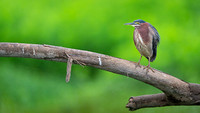 Green Heron
