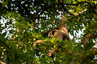 Hoolock gibbon