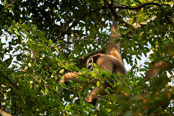 Hoolock gibbon