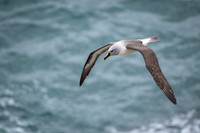 Grey-headed Albatros