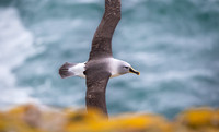 Grey-headed Albatros