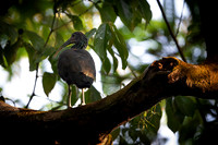Green Ibis