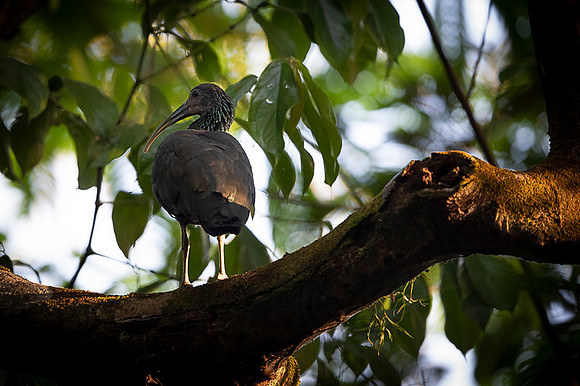 Green Ibis