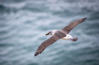 Grey-headed Albatros