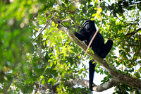 Hoolock gibbon