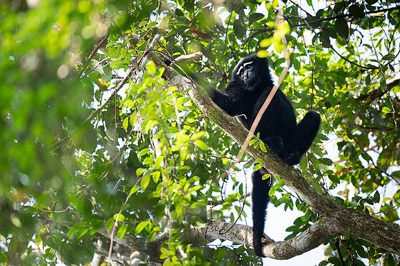 Hoolock gibbon