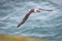 Grey-headed Albatros