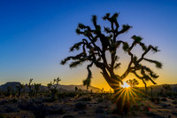 Joshua Tree National Park
