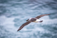 Grey-headed Albatros