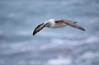 Grey-headed Albatros