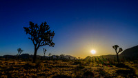 Joshua Tree National Park