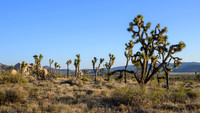 Joshua Tree National Park