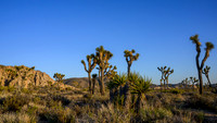 Joshua Tree National Park