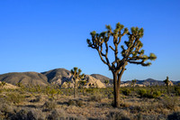 Joshua Tree National Park
