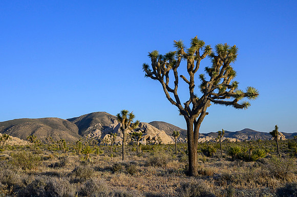 Joshua Tree National Park