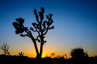 Joshua Tree National Park