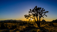 Joshua Tree National Park