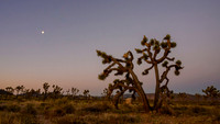 Joshua Tree National Park