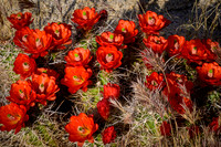 Joshua Tree National Park