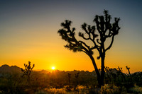 Joshua Tree National Park