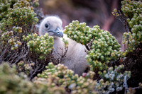 Brown skua
