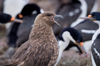 Brown skua