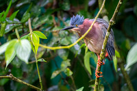 Green Heron