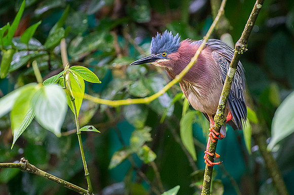 Green Heron