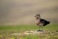 Brown skua