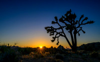 Joshua Tree National Park