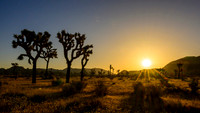 Joshua Tree National Park