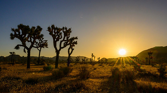 Joshua Tree National Park