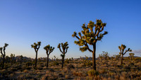 Joshua Tree National Park