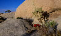 Joshua Tree National Park