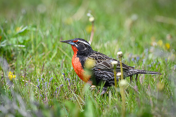 Long-tailed meadowlark
