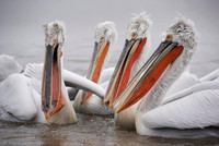 Dalmatian Pelican / Pelikan