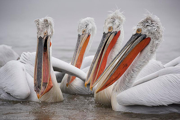 Dalmatian Pelican / Pelikan