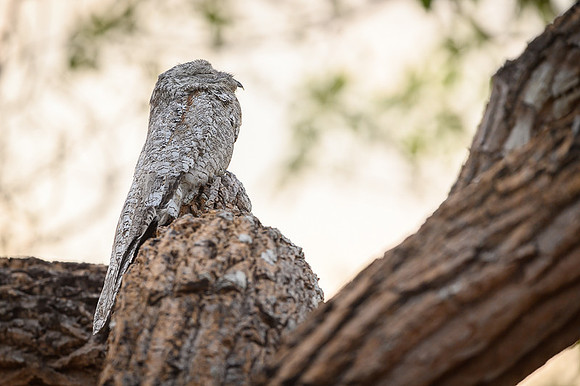 Common Potoo