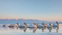 Dalmatian Pelican / Pelikan