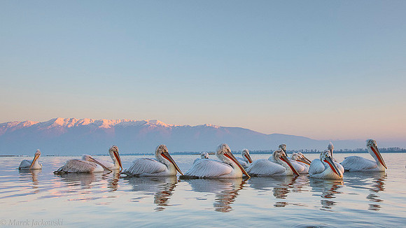 Dalmatian Pelican / Pelikan