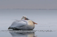 Dalmatian Pelican / Pelikan